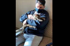 Berkat Microchip, Kucing Hilang 15 Tahun Bersatu dengan Majikannya