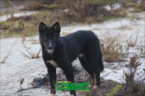 Cerita Dingo, Anjing Bernyanyi Papua yang Viral, Dianggap Sakral Suku Moni di Pegunungan Carstensz