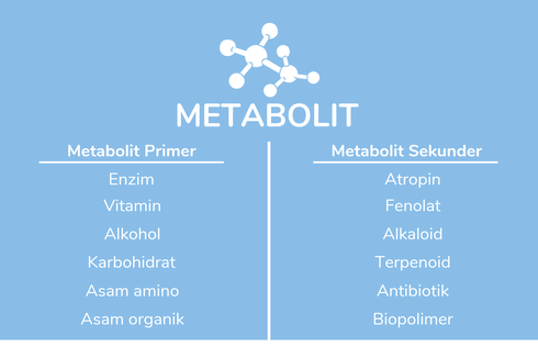 Metabolit Primer dan Metabolit Sekunder: Pengertian dan Contohnya