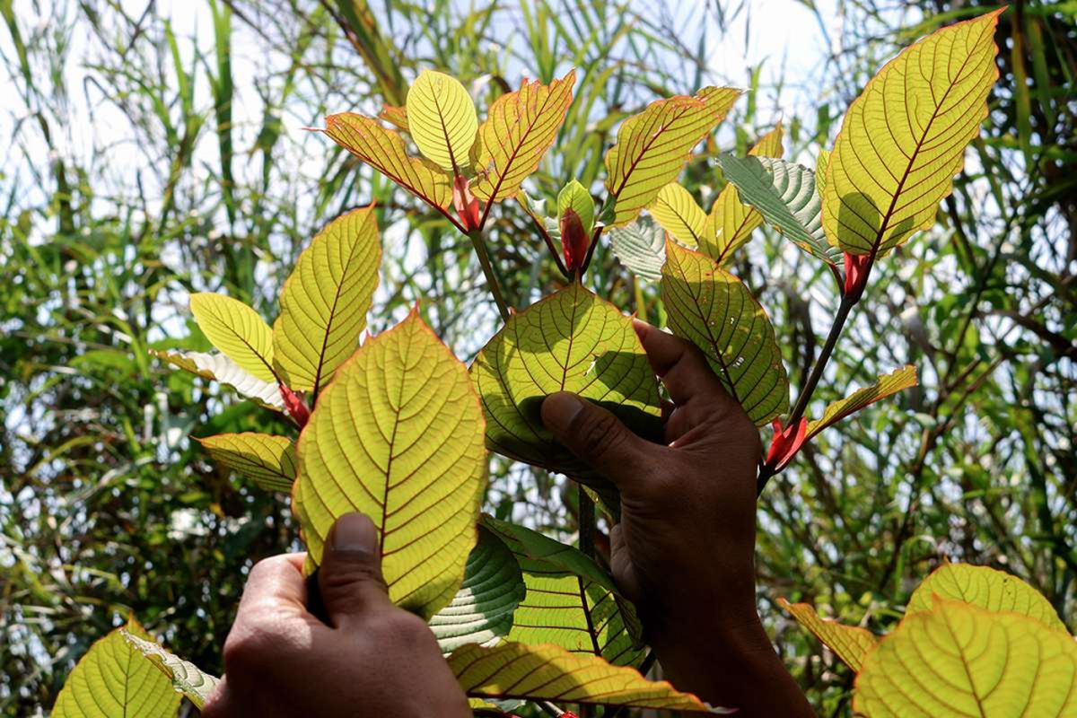 Penanam kratom, Gusti Prabu, saat merawat tanaman kratom miliknya di sebuah perkebunan di Pontianak, Kalimantan Barat, Selasa (25/12/2018).  Masyarakat penanam kratom mendesak ketegasan Pemerintah terkait legalitas tanaman tersebut yang diketahui memiliki nilai ekonomi karena khasiatnya sebagai obat herbal, namun masih menjadi kontroversi akibat adanya indikasi daun ini mengandung zat psikotropika.