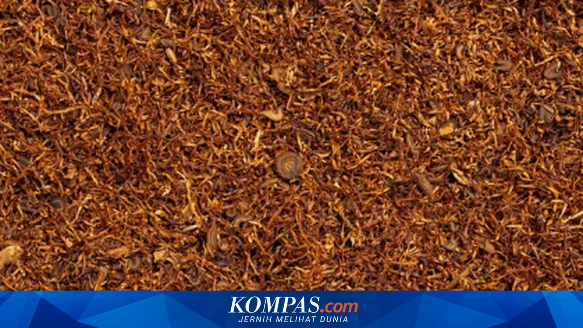 Penjualan Rokok Turun, Gudang Garam Setop Beli Tembakau Temanggung