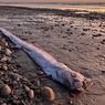 Jarang Muncul, Ikan Kiamat Oarfish Terdampar Beruntun di Tasmania dan Selandia Baru