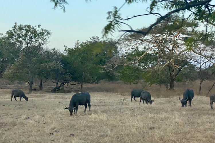 Kerbau yang terlihat di Savana Bekol, Taman Nasional Baluran, Situbondo-Banyuwangi, Jawa Timur. 