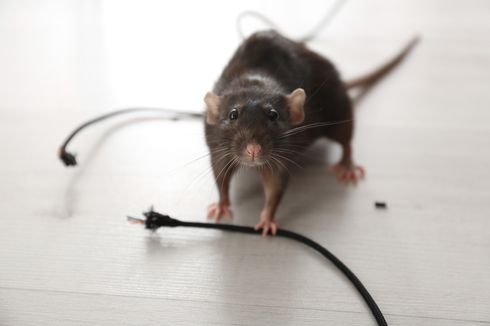 Waspada, Ini 11 Tanda Tikus Menggigit Kabel Listrik