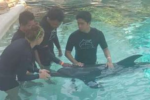 Serunya Bermain Bersama Raaka di Dolphind Island Singapura