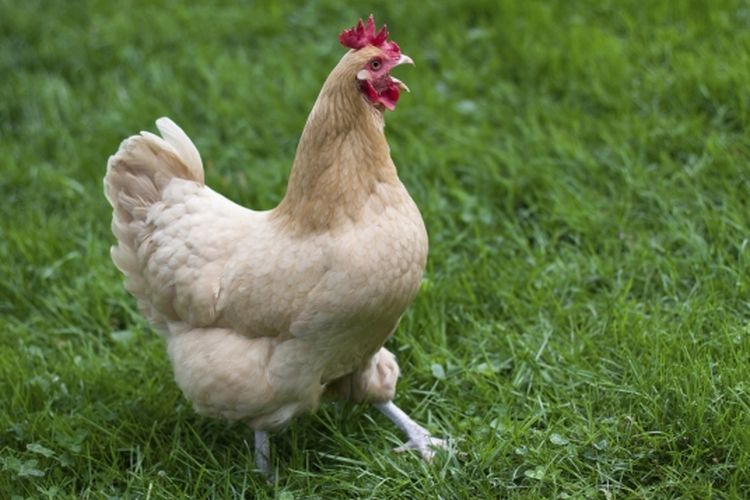 Ayam betina berkokok saat setelah bertelur