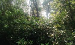 Beratnya Penanaman Bibit Mangrove di Pesisir Jakarta akibat Sampah Plastik