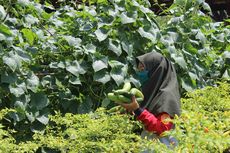 Melihat Asyiknya Siswa Panen Sayuran, Cara Baru Belajar di Tengah Pandemi