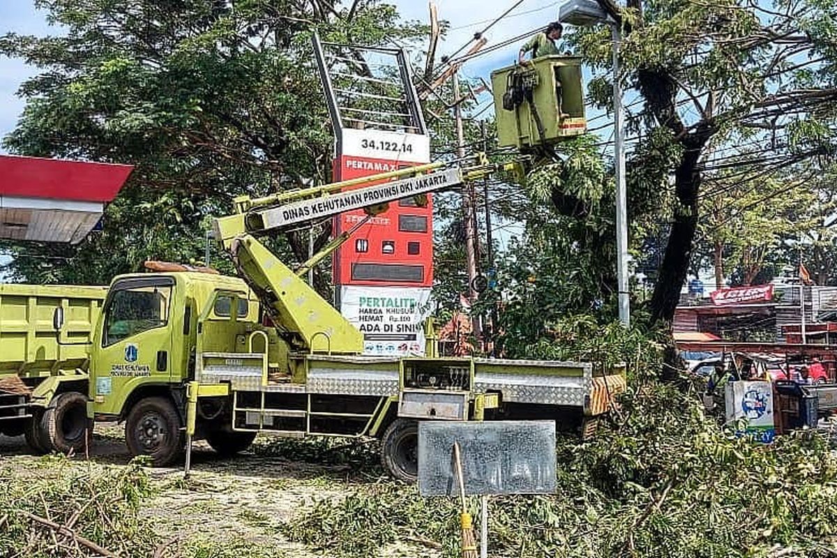 Suku Dinas (Sudin) Pertamanan dan Hutan Kota Administrasi Jakarta Selatan (Jaksel) menyebar ratusan petugas yang tergabung dalam tim khusus untuk mengantisipasi pohon tumbang jelang cuaca ekstrem. 