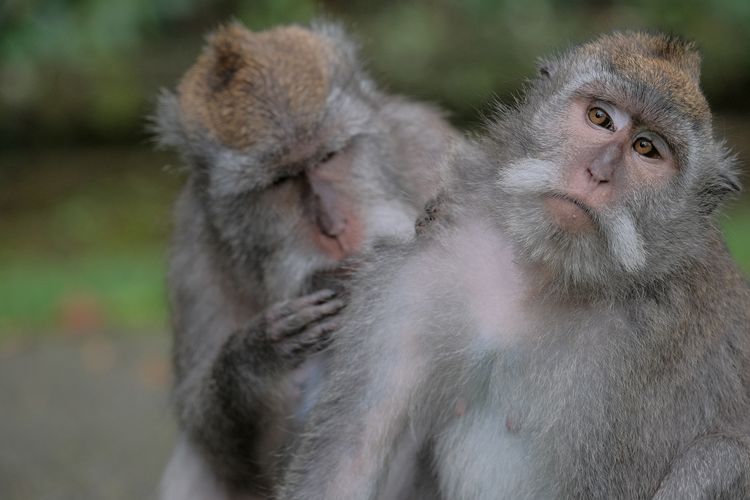 Monyet Proboscis monkey