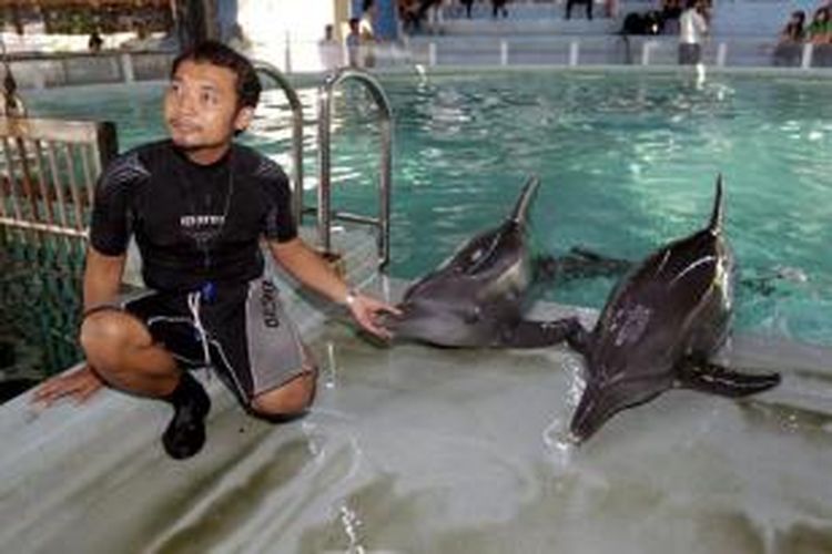 Yasin Adi Baskoro, melatih lumba-lumba di Ocean Dream Samudra, Taman Impian Jaya Ancol, Jakarta Utara, Selasa (9/8/2011).  