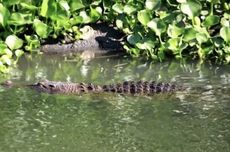 Tak Serang Warga, Buaya di Aliran Sungai Pergudangan Sidoarjo Dibiarkan