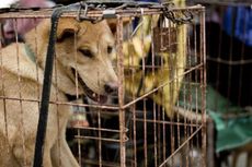 Di Tengah Protes Keras, Festival Makan Anjing di Yulin Tetap Bergulir