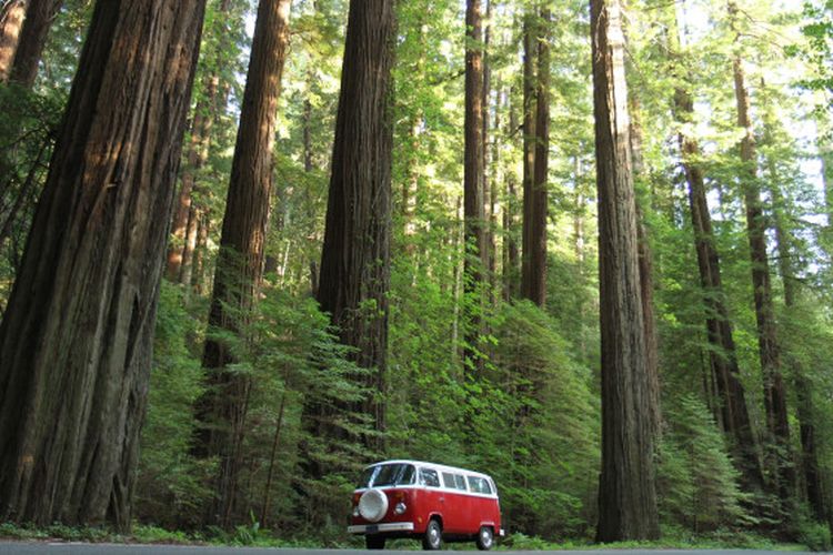 Taman Nasional Redwood di California, Amerika Serikat, rumah dari pohon tertinggi di dunia.