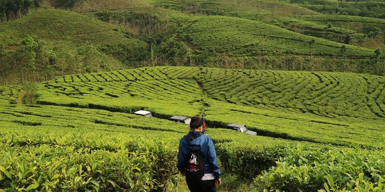 Wisatawan menuruni Puncak Kampung Baru Raya atau dikenal dengan sebutan Bukit Inspirasi setelah menikmati suasana matahari terbit di area Perkebunan Teh Kertowono, Desa Guci Alit, Kecamatan Guci Alit, Kabupaten Lumajang, Jawa Timur, Senin (10/5/2017). Wisatawan bisa melihat panorama gunung-gunung seperti Gunung Semeru, Lemongan, Raung, dan Argopuro dari Bukit Inspirasi.