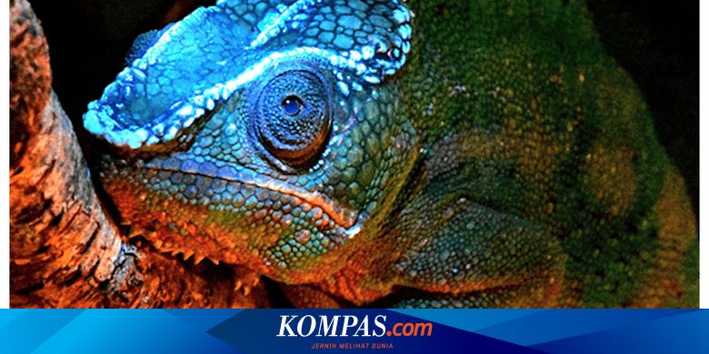 Serba Serbi Hewan Bunglon Mengubah Warna Untuk Kamuflase Hanya Mitos Halaman All Kompas Com
