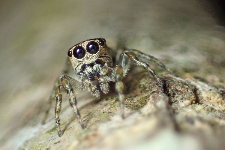 Spesies laba-laba baru dari Brasil (Guriurius minuano). Spesies laba-laba ke-50.000 yang terdaftar di World Spider Catalog (WSC). 