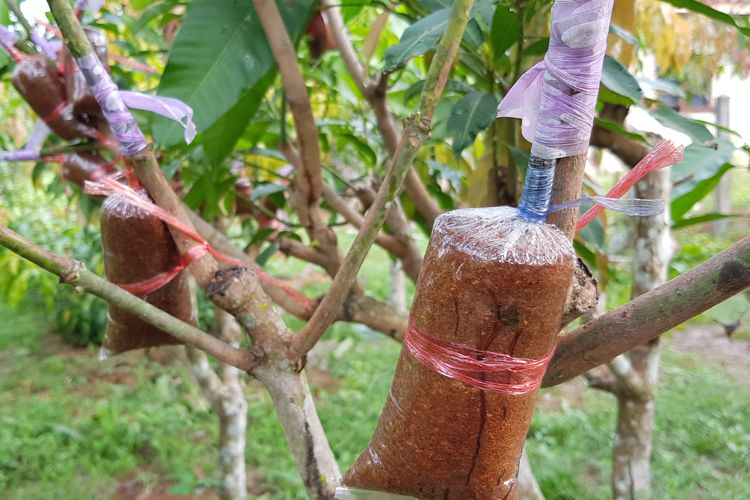 Ilustrasi cangkok, mencangkok pohon mangga.