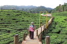 Kebun Teh Gunung Gambir Jember: Daya Tarik, Harga Tiket, dan Jam Buka