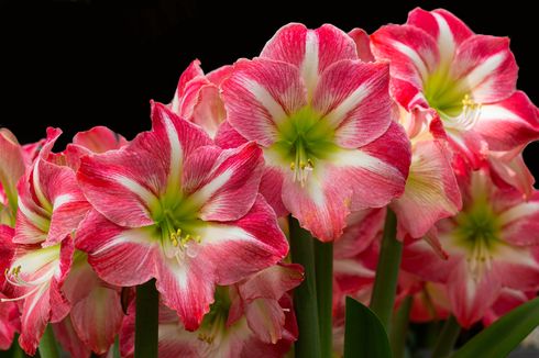 Makna Bunga Amarilis Berdasarkan Warna: Simbol Spiritualitas