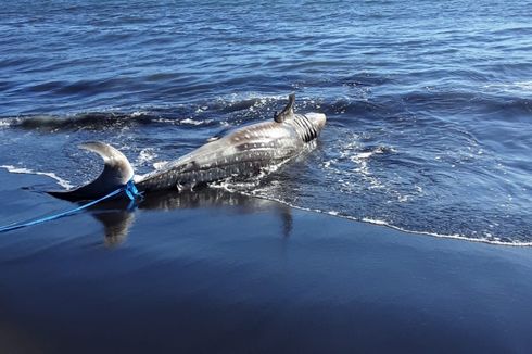 Ikan Hiu Sepanjang 4 Meter Terdampar Mati di Pantai Selatan Jember 