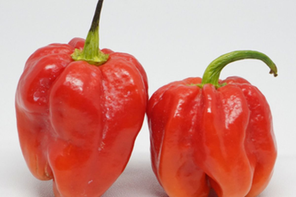 Buah cabai katokkon yang sudah tua