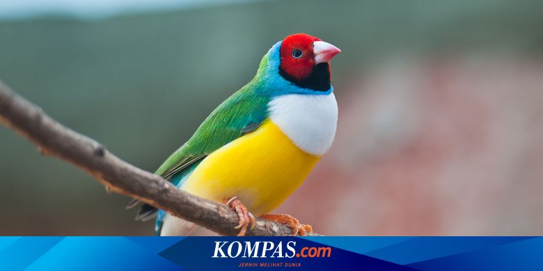 100 Burung dengan Warna Tercantik di Dunia - Magnificent Riflebird