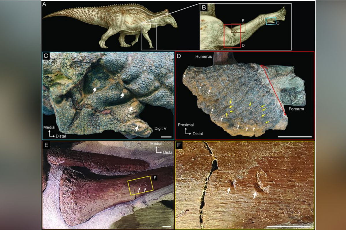 Fosil kulit dinosaurus hadrosaurus 