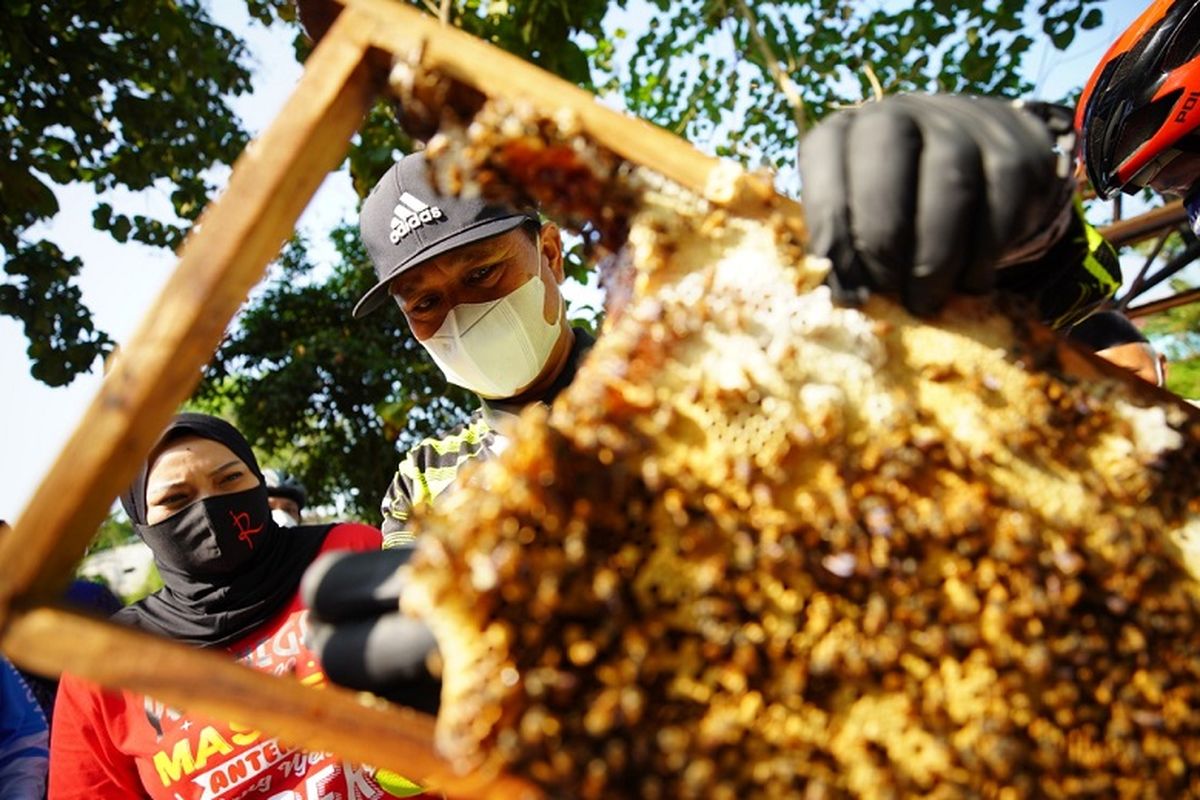 Wali Kota Madiun Maidi bersama Wakil Walikota Madiun, Inda Raya dan puluhan guru melihat langsung produksi lebah madu milik Sunardi di Desa Banjarsari Wetan, Kecamatan Dagangan, Kabupaten Madiun, Jumat (21/05/2021)