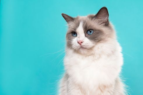 4 Jenis Cacing yang Sering Menginfeksi Kucing Peliharaan dan Gejalanya