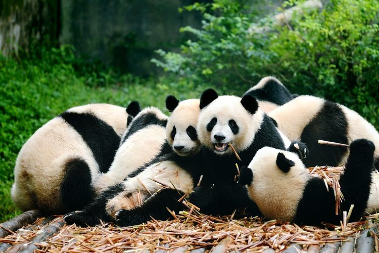 Ilustrasi panda, warna panda hitam putih.