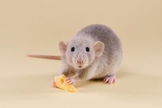 Apakah Tikus Memang Benar-benar Suka Keju?