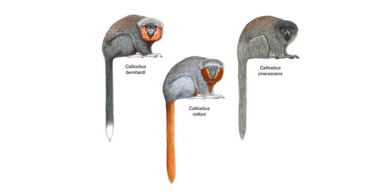 Perbandingan penampakan monyet-monyet genus Callicebus.