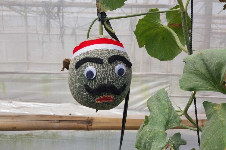 Wajah Unik Melon di Rejo Farm Sleman Sambut HUT RI: Mirip Kartun, Pakai Pita Merah Putih