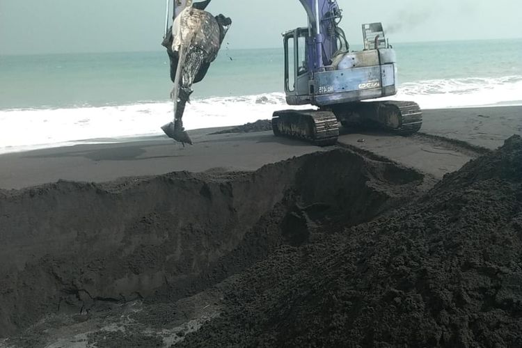 Proses penguburan hiu tutul yang terdampar di Pantai Selok Anyar Lumajang