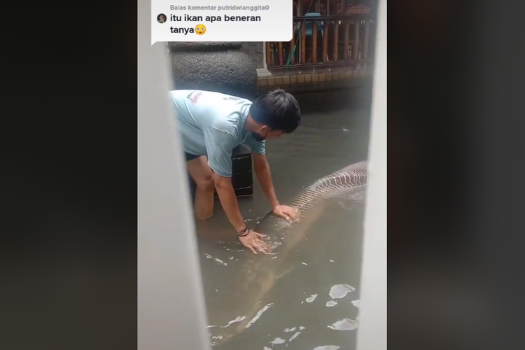 viral ikan berukuran besar