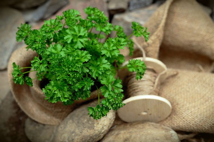 Peterseli atau parsley mampu menurunkan tekanan darah.