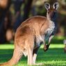 8 Tips Liburan Hemat ke Australia