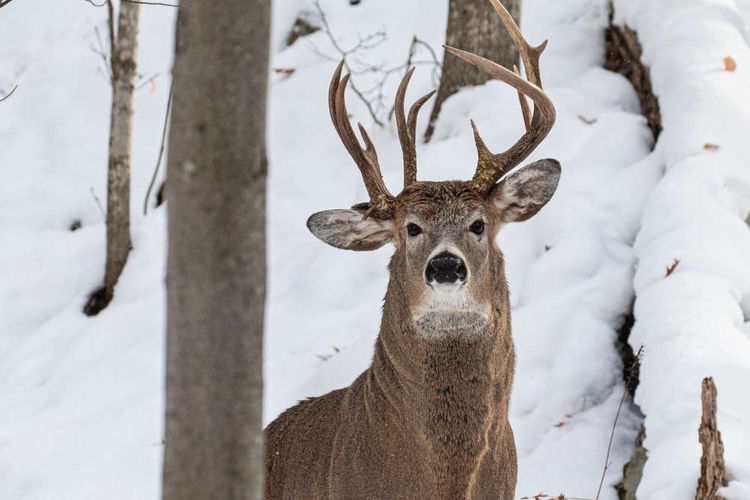 Seekor rusa dengan tiga tanduk tertangkap kamera di hutan Michigan, Negara Bagian AS.