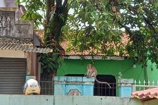 Gedung Sekolah Kosong di Tangerang Jadi Sarang Kawanan Monyet, Pemkab Gandeng BKSDA untuk Evakuasi 