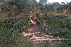 BBKSDA Riau: Banjir Sebabkan Gajah Bergerombol Keluar dari Habitatnya