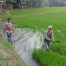 Saat Petani Palopo Melawan Kemarau, Sehari Semalam Memompa Air demi Padi Tak Mati