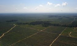 Dua Anak Perusahaan ANJ di Papua Raih Sertifikasi RSPO