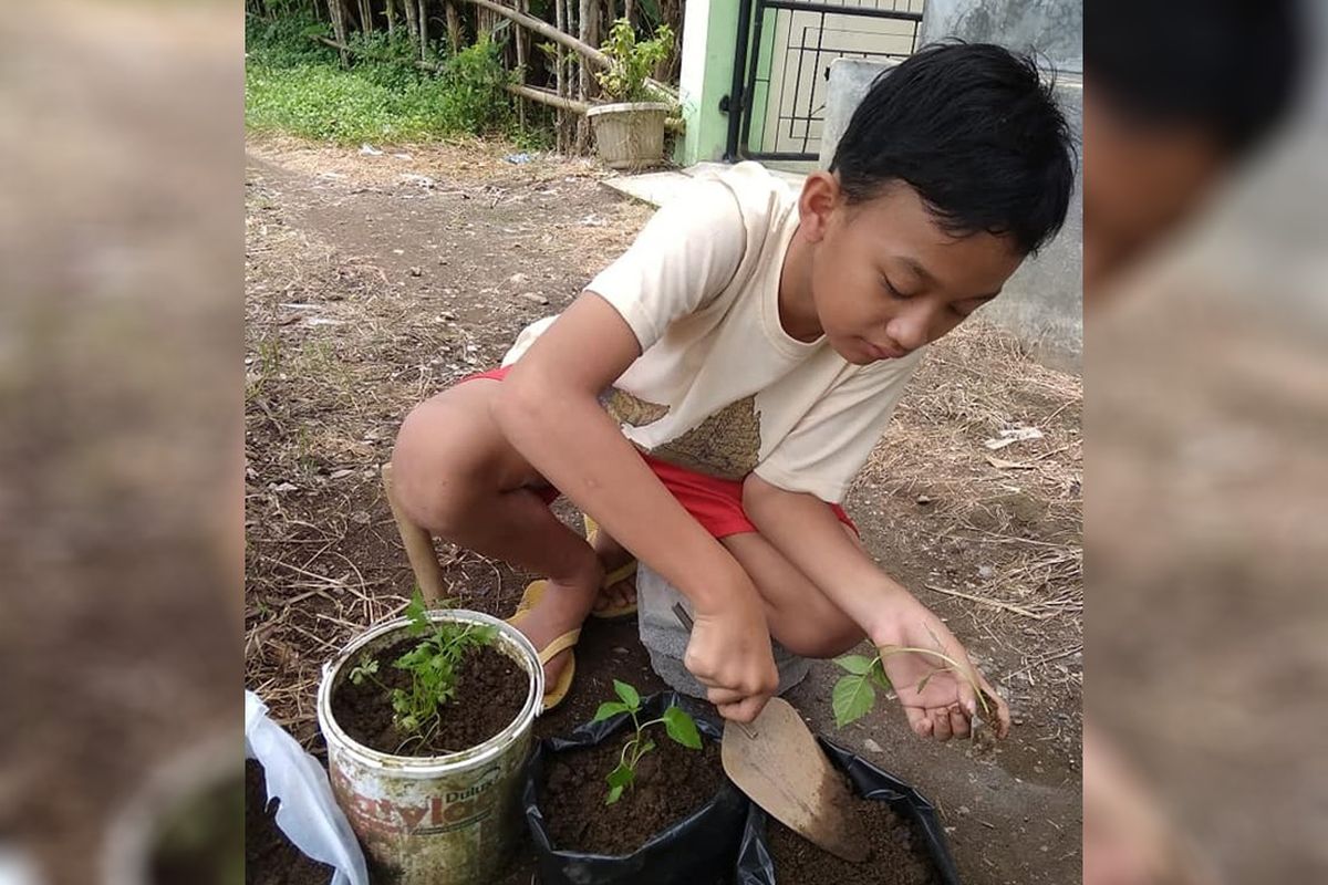 Pengalaman belajar di rumah siswa Kelas VI SDN Gumilir 06 Cilacap, Jawa Tengah, salah satunya diisi dengan praktek menanam yang dilakukan bersama orangtua.