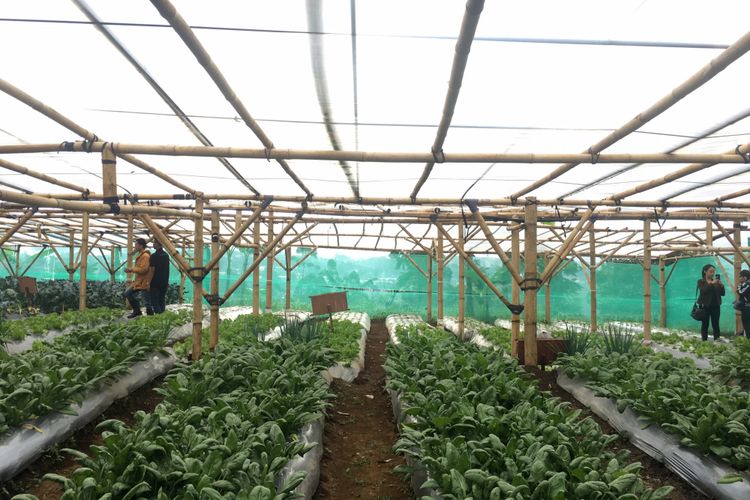 Kebun organik yang ada di Mulberry Hill by The Lodge, Desa Cibodas, Kecamatan Lembang, Kabupaten Bandung Barat, Jumat (23/2/2018).