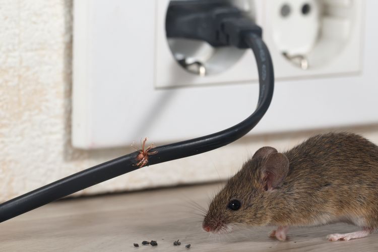 Cara mengusir tikus elektrik