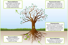 Apa yang Dimaksud dengan Fitoremediasi?