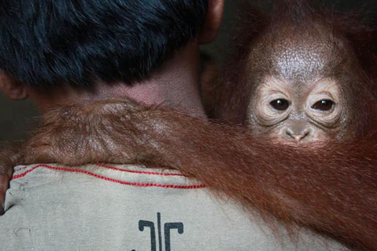 Otan, bayi orangutan yang ditemukan saat sedang minum disebuah kanal buatan di kawasan perkebunan kelapa sawit di Kalimantan Barat. 