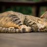 Simak, Ini 6 Tanda Kucing Akan Mati yang Perlu Diketahui
