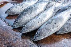 RI Raup Rp 14,8 Triliun dari Ekspor Tuna, Pemerintah Harus Jaga Populasinya 